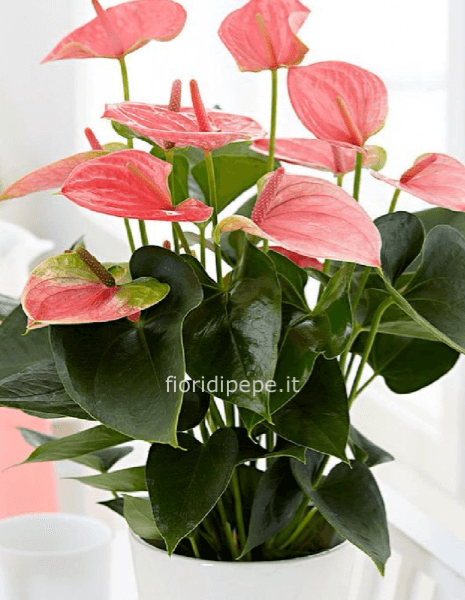 Pianta di anthurium