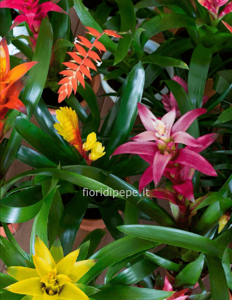 Pianta di guzmania. Il prezzo è senza vaso.