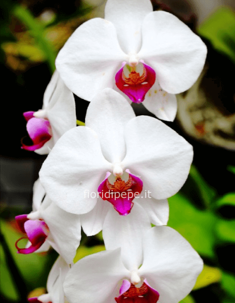 Pianta di phaleonopsis a 2 steli