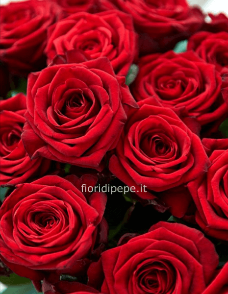 Rose rosse a stelo extra