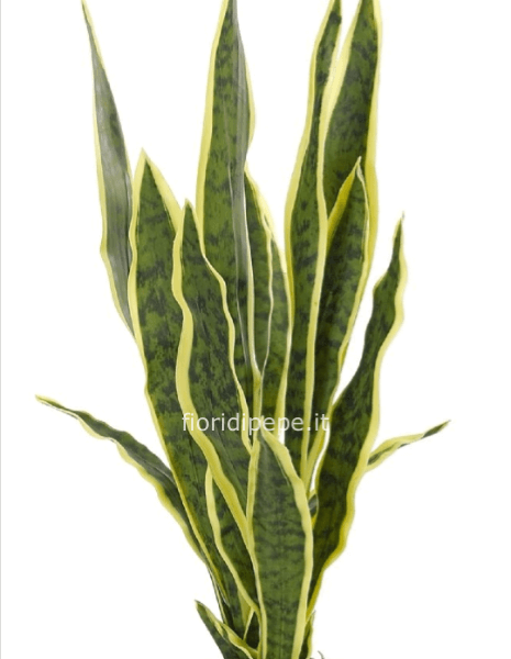 Pianta di sansevieria h. 45