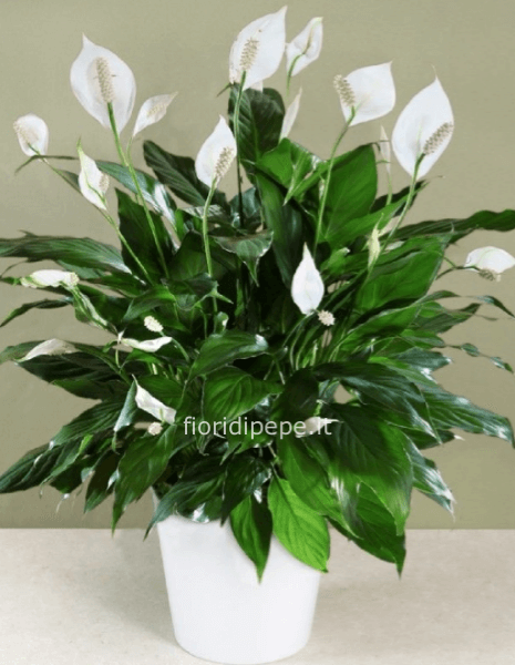 Pianta di Spathifillum