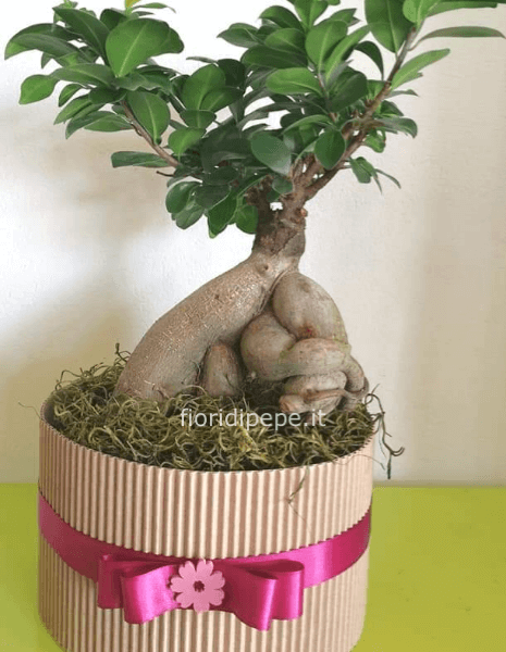Pianta bonsai, varietà ficus
