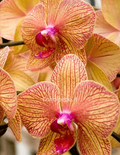 Pianta di Phaleonopsis, diversi colori a richiesta.