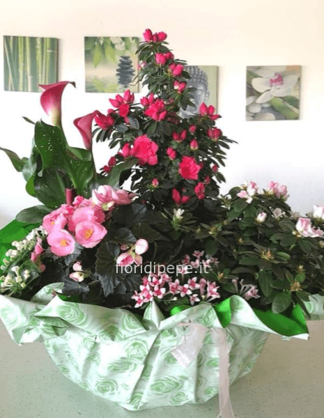 Composizione di piante pregiate