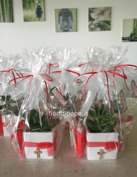 Succulenta in vaso, bomboniera cresima